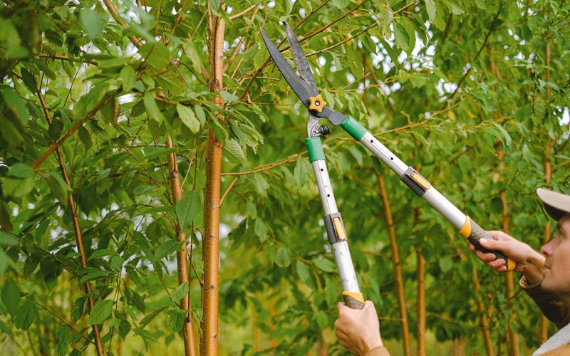 Tree trimming in Butlerville, IN